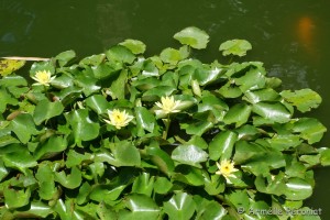 Guadeloupe Août 2015-02659  